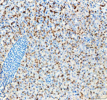 IHC staining of zebrafish Lhcgr protein using Zebrafish Lhcgr antibody, HRP-labeled secondary and DA