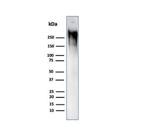 Western blot testing of human MCF7 cell lysate with MUC1 antibody (clone GP1.4). This glycoprotein i