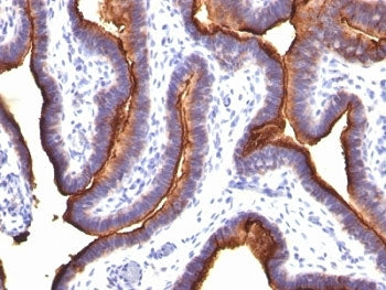 MUC1 Antibody / Mucin-1