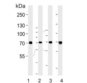 Western blot testing of 1) human A431, 2) human HeLa, 3) mouse NIH 3T3 and 4) rat H-4-II-E cell lysa