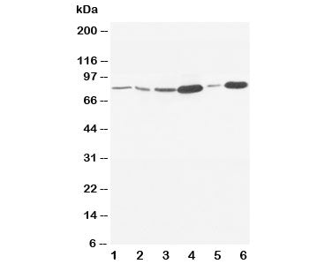 MMP9 Antibody