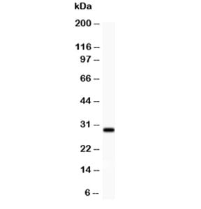BDNF Antibody