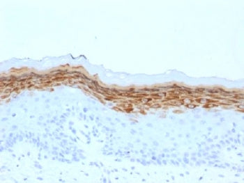 Filaggrin Antibody