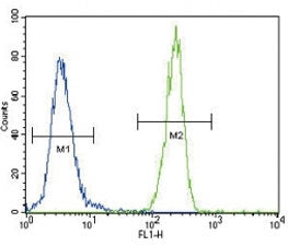 FOXP3 antibody flow cytometric analysis of 293 cells (right histogram) compared to a negative contro