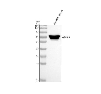 Western blot analysis of Clpxa/b protein using Zebrafish Clpx antibody and zebrafish embryo tissue l