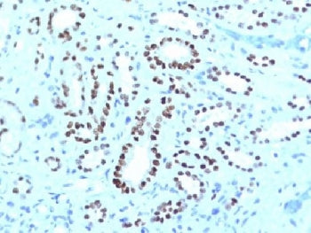 PAX8 Antibody Cocktail