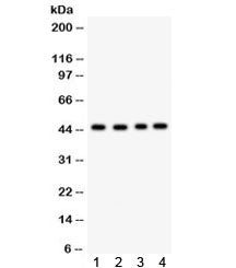 TSG101 Antibody