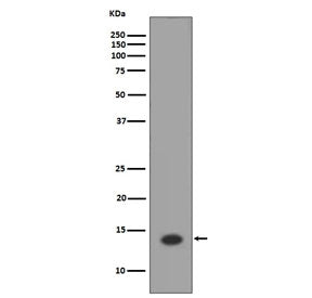 Western blot testing of human HeLa cell lysate with Histone H2A antibody. Predicted molecular weight