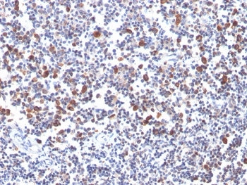 OX40 Antibody / CD134