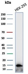 Western blot testing of human HEK293 cell lysate with GLIF antibody (clone MIF/4285). Predicted mole