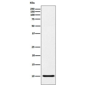 Western blot testing of human recombinant protein with RANTES antibody. Predicted molecular weight ~