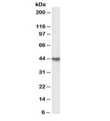 Western blot testing of human colon cancer lysate with biotinylated Cytokeratin 19 antibody at 0.3ug