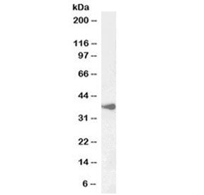 Western blot testing of human cerebellum lysate with BHLHE22 antibody at 1ug/ml. Predicted molecular
