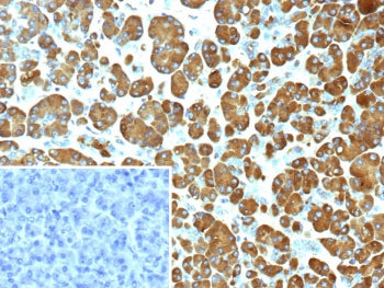 IHC staining of FFPE human pancreas tissue with Pancreatic triacylglycerol lipase antibody (clone PN