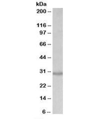 CRLS1 Antibody