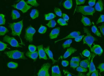 Immunofluorescent staining of FFPE human HeLa cells with ACADM antibody (green) and DAPI nuclear sta