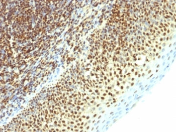 SUMO2 Antibody