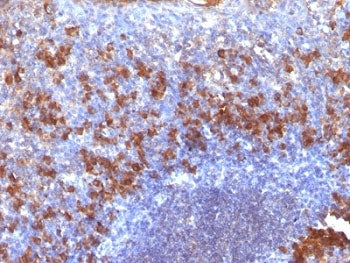 IHC: Formalin-fixed, paraffin-embedded human tonsil stained with biotinylated Lambda Light Chain Ab 