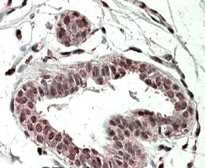 IHC testing of FFPE human breast with TREX2 antibody at 4ug/ml. HIER: steamed with pH6 citrate buffe
