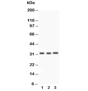 Caspase-3 Antibody