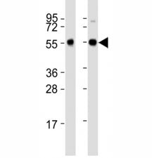 Beclin-1 Antibody (Zebrafish)