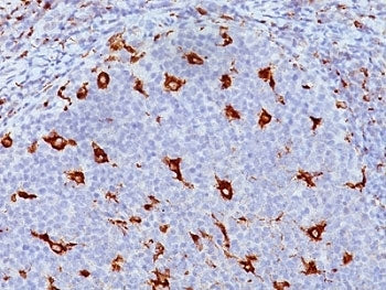 CD68 Antibody