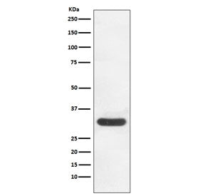 Western blot testing of human HeLa cell lysate with CDK4 antibody. Predicted molecular weight ~34 kD