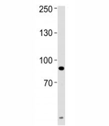 UHRF1 Antibody