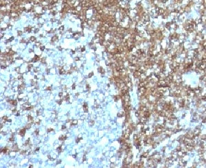 ICAM-3 Antibody / CD50