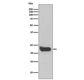 Western blot testing of human HeLa cell lysate with IFNB1 antibody. Predicted molecular weight ~22 k