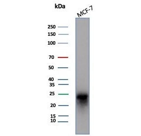 Western blot testing of human MCF-7 cell lysate with CD99 antibody (clone MIC2/7864). Predicted mole