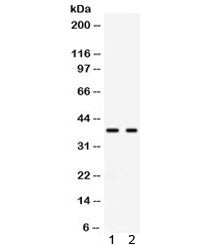 GAL4 Antibody / Galectin-4