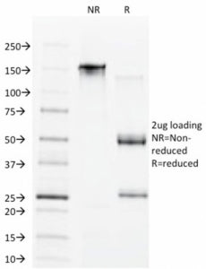 SDS-PAGE analysis of purified, BSA-free CDX1 antibody (clone CDX1/1650) as confirmation of integrity