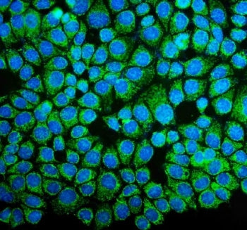 Immunofluorescent staining of FFPE human MCF7 cells with NDUFB10 antibody (green) and DAPI nuclear s