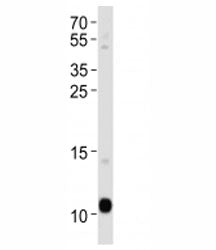 APOA2 Antibody (Apolipoprotein A-II)