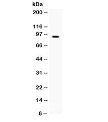 BCAR3 Antibody