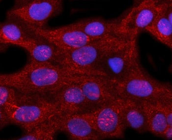 Immunofluorescent staining of FFPE human U-2 OS cells with Pirin antibody (red) and DAPI nuclear sta