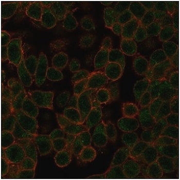 NEUROD2 Antibody
