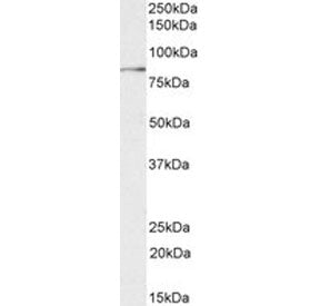 Western blot testing of human placental tissue lysate with TGM2 antibody at 0.03ug/ml. Predicted mol