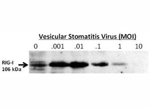 Western blot testing of RIG-I antibody 24-hour post infection of primary murine microglia cells (2x1