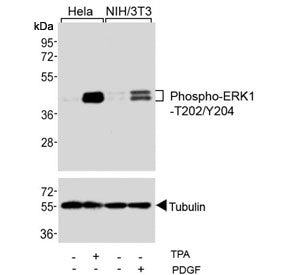 Western blot testing of human HeLa and mouse NIH3T3 cells treated with TPA (200nM) and PDGF (100ng/m