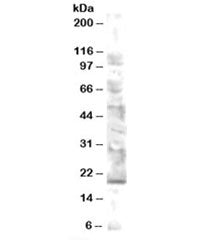 MMS2 Antibody