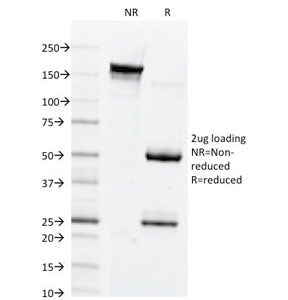 Connexin 32 Antibody / GJB1