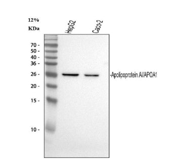 Western blot analysis of APOA1 using anti-APOA1 antibody. Electrophoresis was performed on a 12% SDS