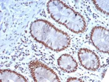 IHC staining of FFPE human colon tissue with Nucleolin antibody (clone NCL/7337). HIER: boil tissue 