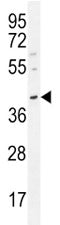 Oct3/4 Antibody