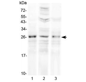 FGF8 Antibody