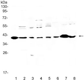 IGFBP3 Antibody