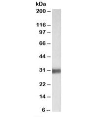 Western blot testing of human lung lysate with SFTPA1 antibody at 0.01ug/ml. Predicted molecular wei