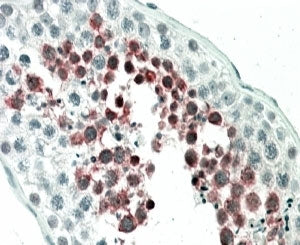 IHC staining of FFPE human testis with MEPCE antibody at 5ug/ml. HIER: steamed with pH6 citrate buff
